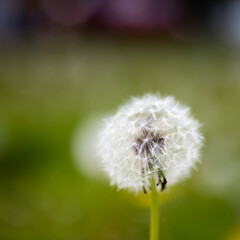 Wall Mural - Dandelions field. Nature background. White dandelions with seeds on green lawn