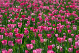 Fototapeta  - Field of pink tulips in spring on a sunny day. Selective focus, blurred background