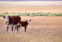 Curious Free Range Cattle Staring At The Photographer..Mother And Calf.