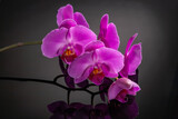 Fototapeta Storczyk - Beautiful orchid flower on black background for beauty, spa and agriculture concept design. Phalaenopsis Orchidaceae.