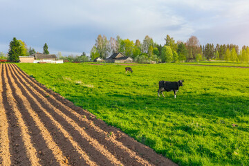 Wall Mural - Grazing cow in a meadow in a rural area in a village in the evening on a couch before milking milk.