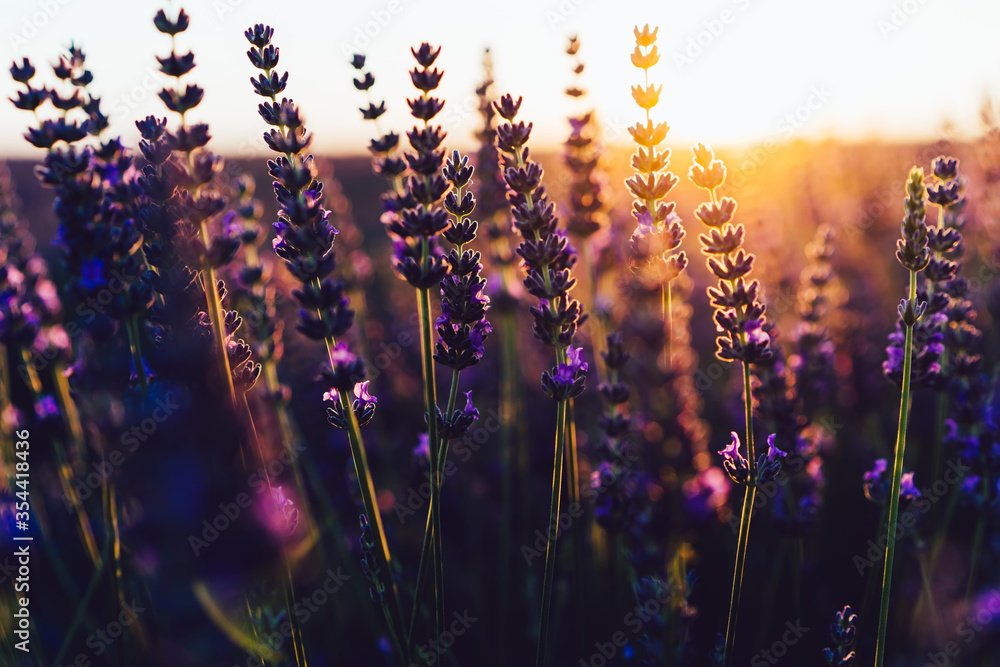 scenery beauty of nature, close up view of blooming lavender flowers - obrazy, fototapety, plakaty 