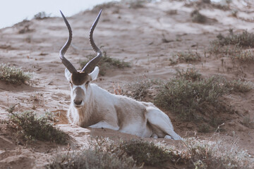 addax - white or screw horn antelope - resting on the grassy field. critically endangered species. n