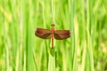 Dragonfly On Grass In Bright Day