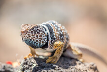 Close Up Of Common Collared Lizard Standing On A Rock
