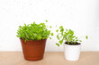 © Zarifa - Parsley sprouts in brown and white pots on white concrete wall background. Growing micro greens at home.
