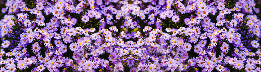 Beautiful panoramic banner with blooming purple flowers.