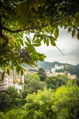 Sticker - Vertical shot of green tree branches on the background of residential buildings