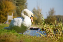 A Swan Walks On The Grass By The Lake