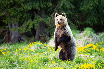 surprised brown bear standing on rear leg in vertical position on glade in forest in springtime. wil