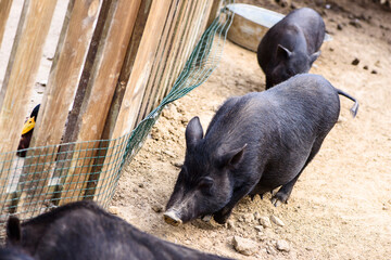 black thoroughbred pigs farm animal outdoor agriculture in a village or on a ranch