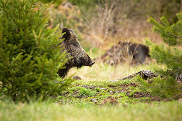 Wall Mural - black wild boar, sus scrofa, waiting behind the small in the forest. fierce hog peeping out from beh