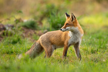 Wall Mural - curious red fox, vulpes vulpes, looking behind over shoulder on a meadow with green grass at sunset 
