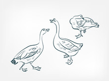 Goose Bird Vector Illustration Japanese Chinese Ink Line Sketch Style