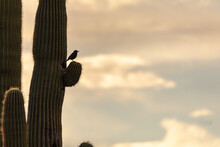 Silhouette Of A Bird On An Arm Of A Saguaro Cactus At Sunset