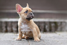 Small Red Fawn Colored French Bulldog Dog Puppy With 7 Weeks Looking Up Sideways While Sitting In Front Of Stairs