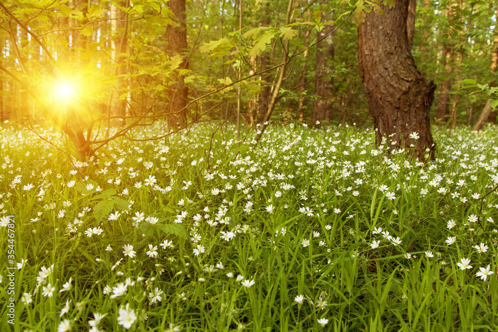 Flowers in bloom in sunlight in a forest in spring, summer - obrazy, fototapety, plakaty 