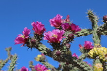 Winter Hardy Shrub Cactus Cylindropuntia Spinsior Beautiful DARK PURPLE BLOSSOMS Flowering Texas, USA.