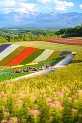 Shikisai no oka, the famous tourist attraction in Biei town, Colorful garden with variety of flowers in Hokkaido, Japan