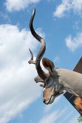 Wall Mural - Vertical low angle shot of the head of a kudu on a sunny day