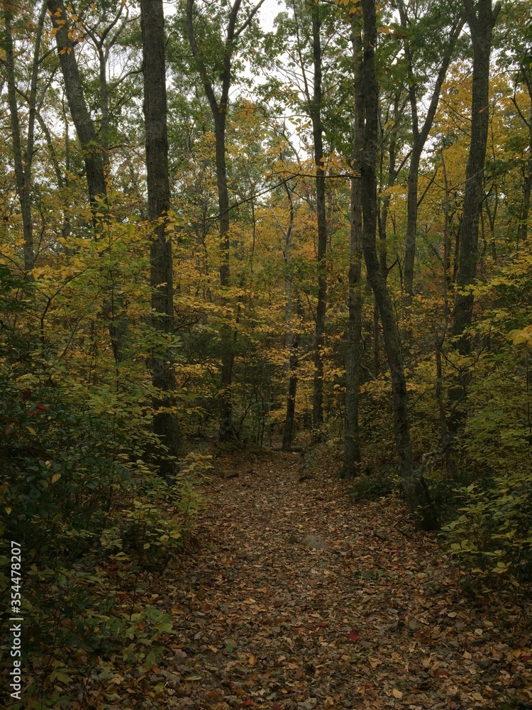 View on a hiking trail in autumn with fallen leaves covering the ground - obrazy, fototapety, plakaty 