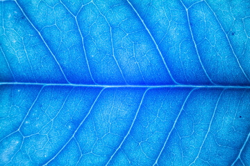 Blur blue leaf texture for background indicating UV pollution and modernization