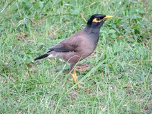 Real Brown Myna (Mynah) Bird Or Known As Acridotheres Tristis In Close View