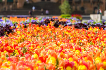 Poster - Bright spring flowers on flowerbed. Urban spring season