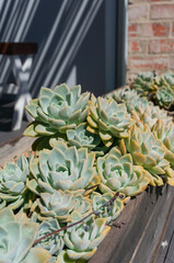 Canvas Print - Beautiful succulent plants in the flowerpot outdoors