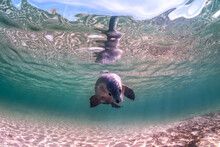 Australian Sea Lion Swimming In The Crystal Clear Water, Australia