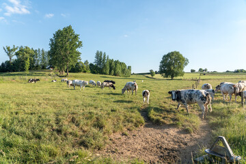 Canvas Print - A lawn with cows