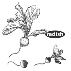 Detailed hand drawn black and white illustration set of radish. sketch. Vector. Elements in graphic style label, card, sticker, menu