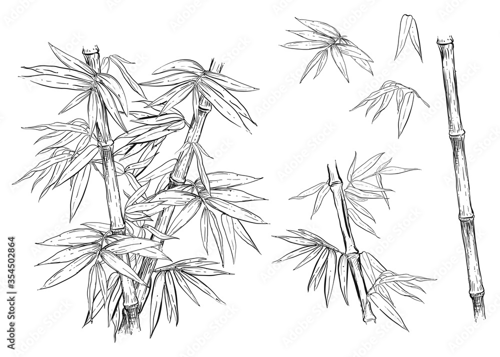 barrel cactus blooms Blue Barrel Cactus main image 1