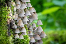 Small Mushrooms Coprinellus Disseminatus In Green Moss