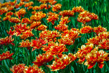 Wall Mural - Colorful red-orange tulip flowers on a flowerbed in the city park. Natural landscape. Bright flowers on a sunny summer day, creates moods of joy and happiness