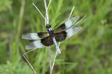 Selective Focus Shot Of A Widow Skimmer Dragonfly Resting On A Stick Near A Pond In Missouri