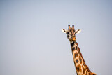Fototapeta  - giraffe in the wild
