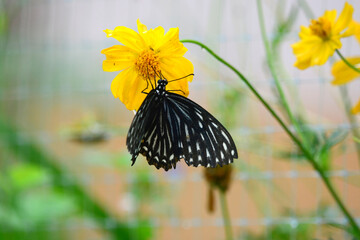 Butterfly swarming flowers
