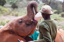 Animal Feeder Feeding Baby Elephants With Milk
