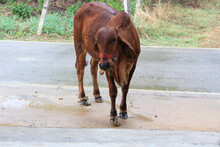 Brown Cow On The Road In Thailand