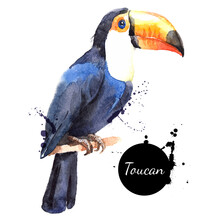 Hand Drawn Sketch Watercolor Tropical Bird Toucan. Vector Painted Isolated Exotic Nature Illustration