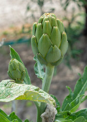 Two Artichokes