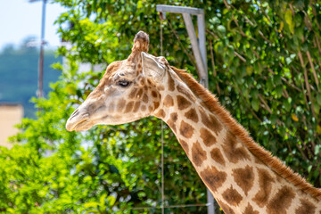 Lisbon/Portugal - May 18, 2020
Giraffe at the Lisbon Zoo