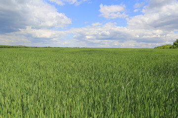 green farming field