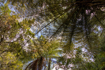 fern forest in the morning