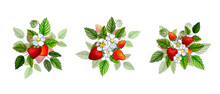 Set Of Three Composition With Red Strawberry, White Flowers And Green Leaves Isolated On White Background. Berries For Kitchen Design. Vector Stock Illustration.