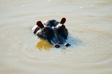 Hippopotamus In A Water Pond
