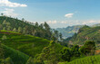 Tea fields, Nuwara Eliya green mountains, Sri Lanka