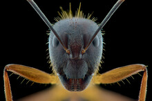 Ants Face Extreme  Close Up