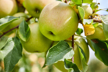 Poster - Apples on the tree. Orchard autumn